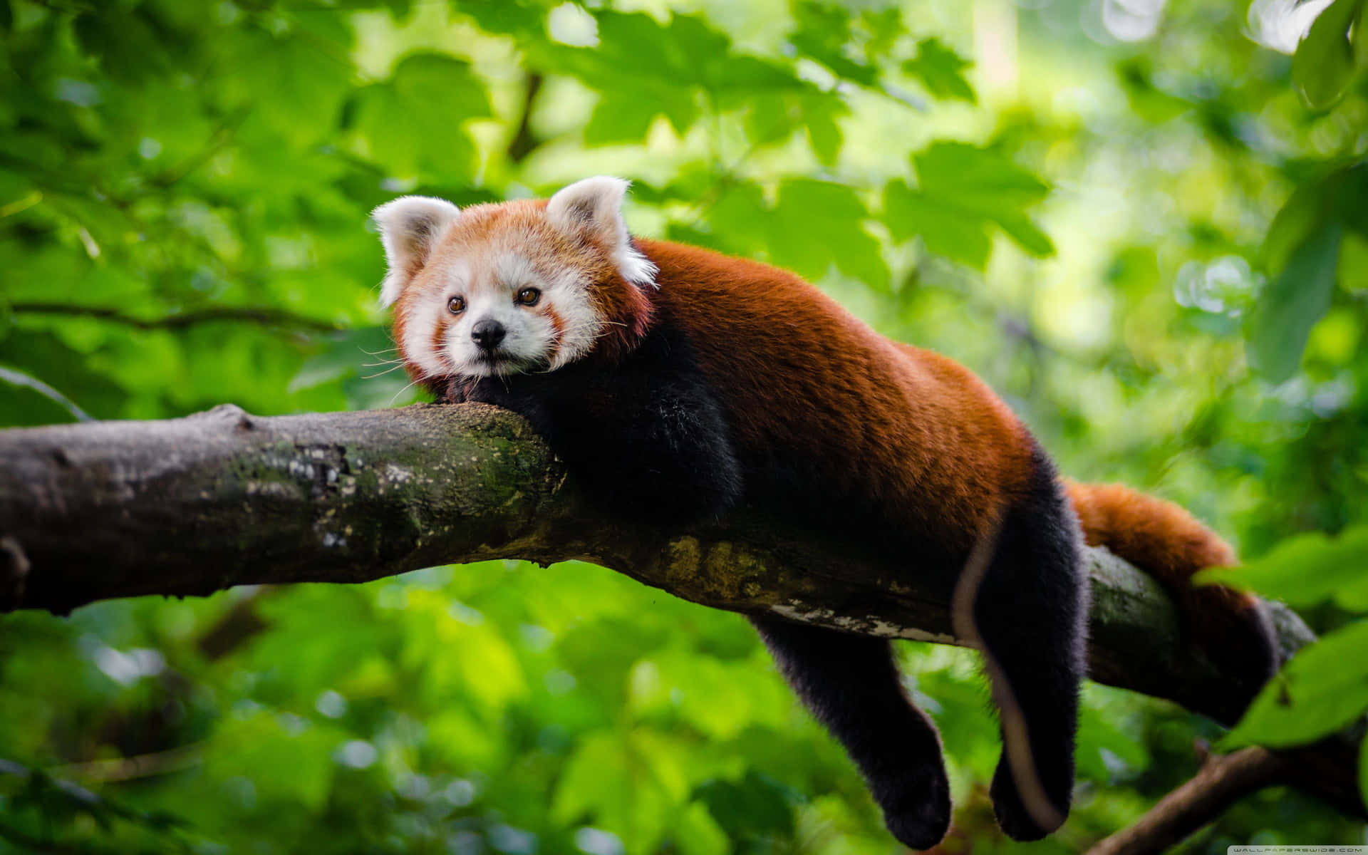 Adorable red panda enjoying their time in nature Wallpaper