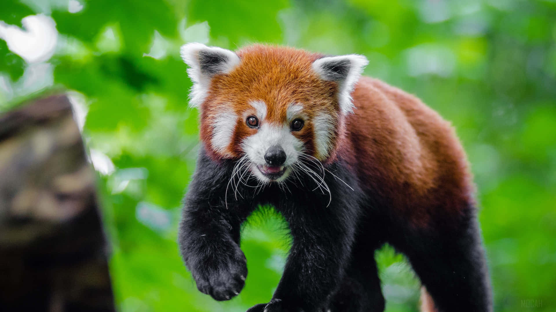 Niedlicherroter Panda In Seinem Natürlichen Lebensraum Wallpaper