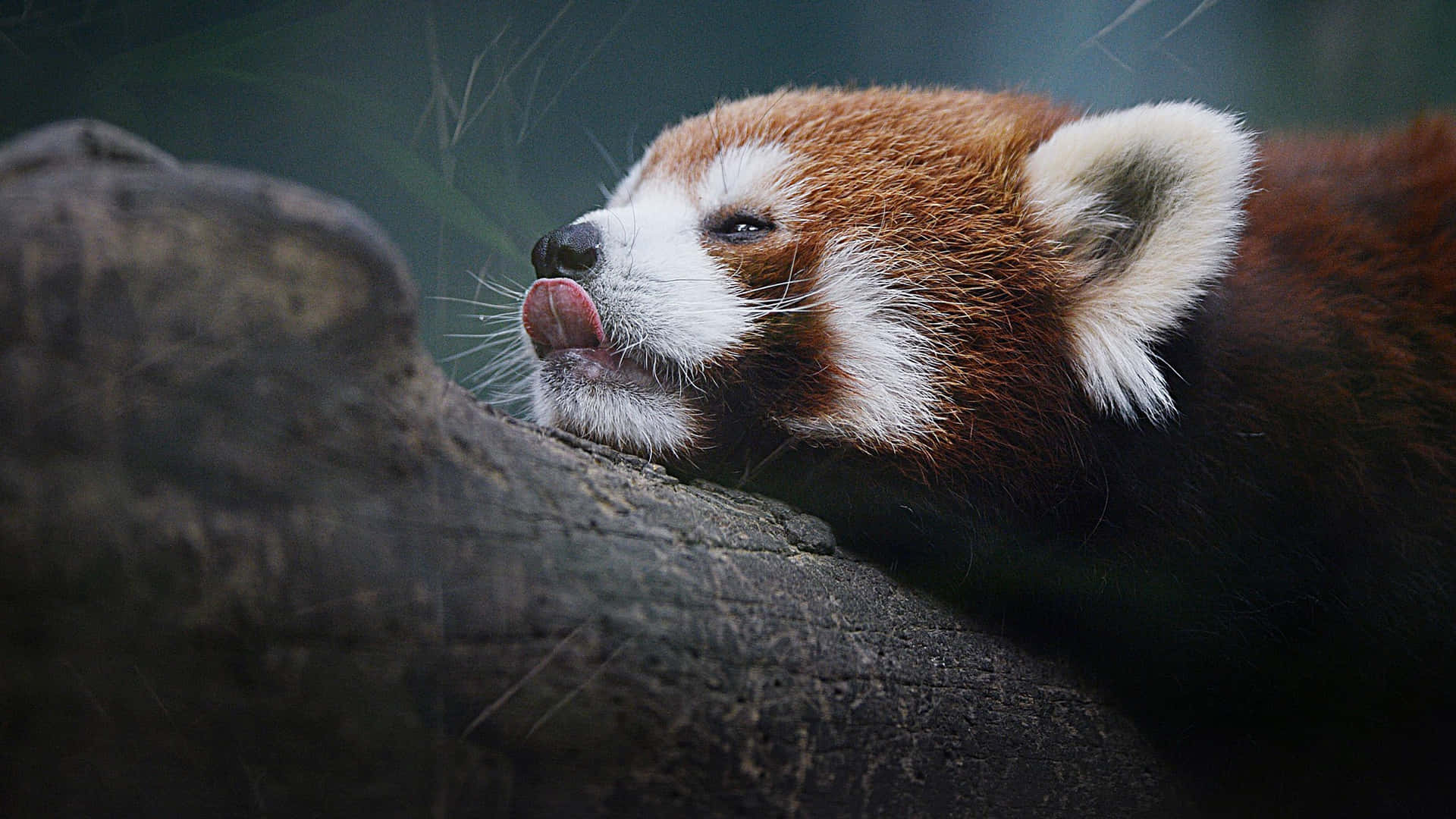 Goditiquesta Adorabile Immagine Di Un Carinissimo Panda Rosso. Sfondo