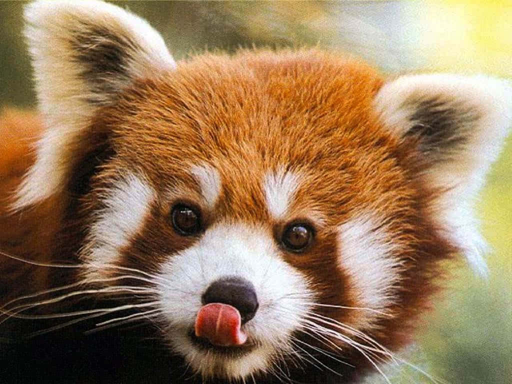 Niedlicherroter Panda Genießt Einen Snack Wallpaper