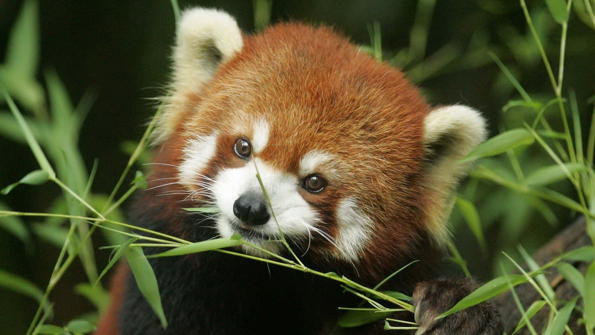 Cute Red Panda With Bamboo Leaves Picture