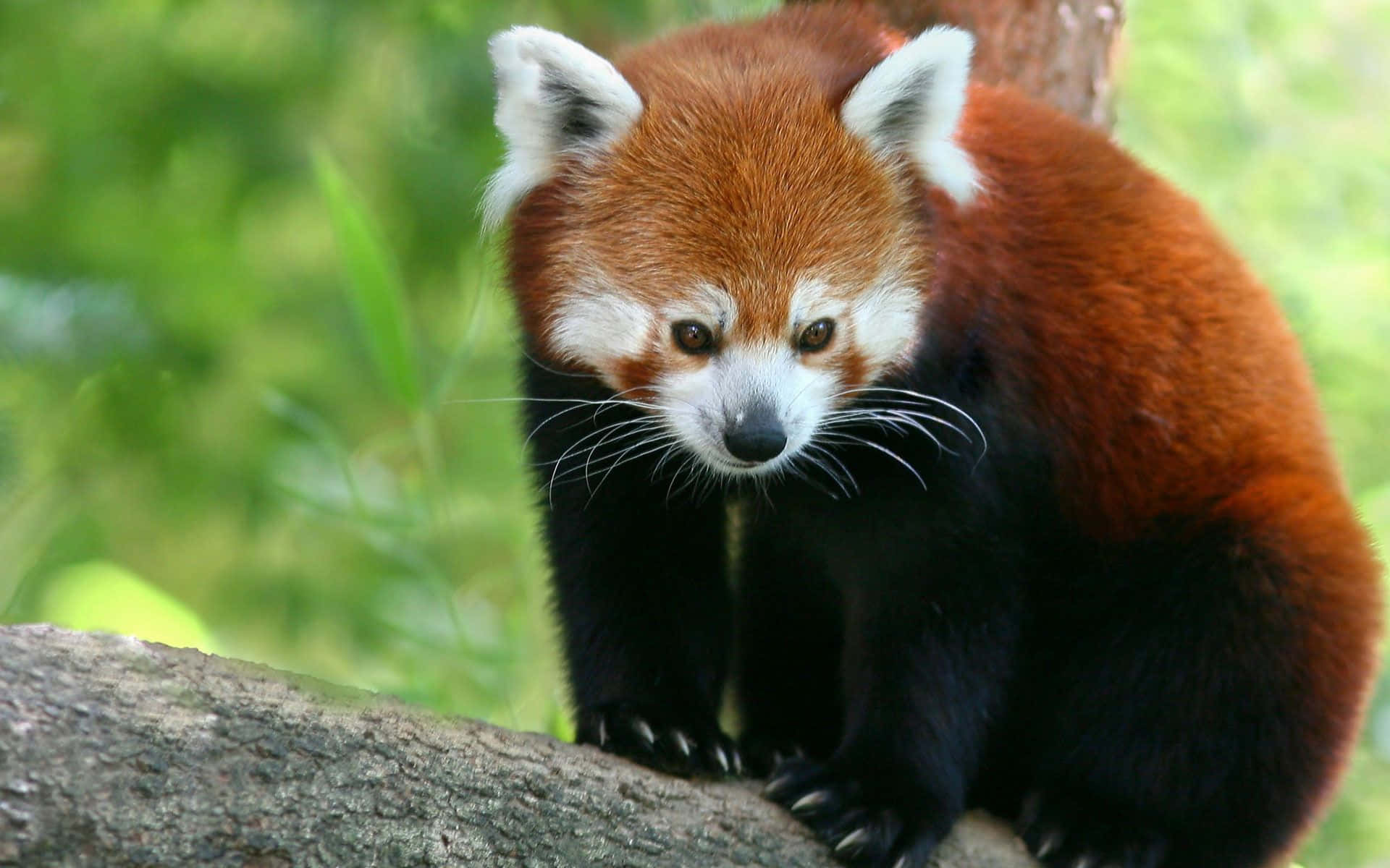 Cute Red Panda On Tree Picture