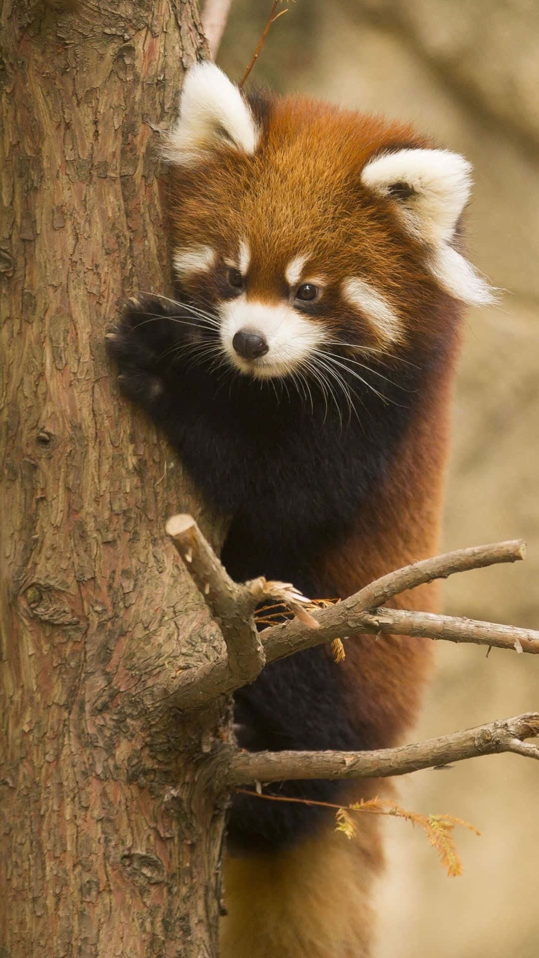 Cute Red Panda Climbing Tree Picture