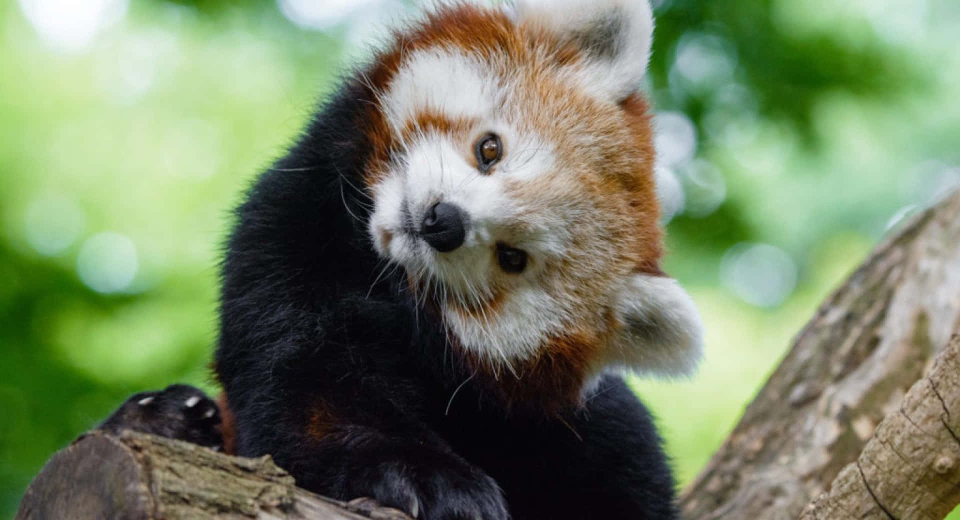 Cute Red Panda Posing On Tree Picture
