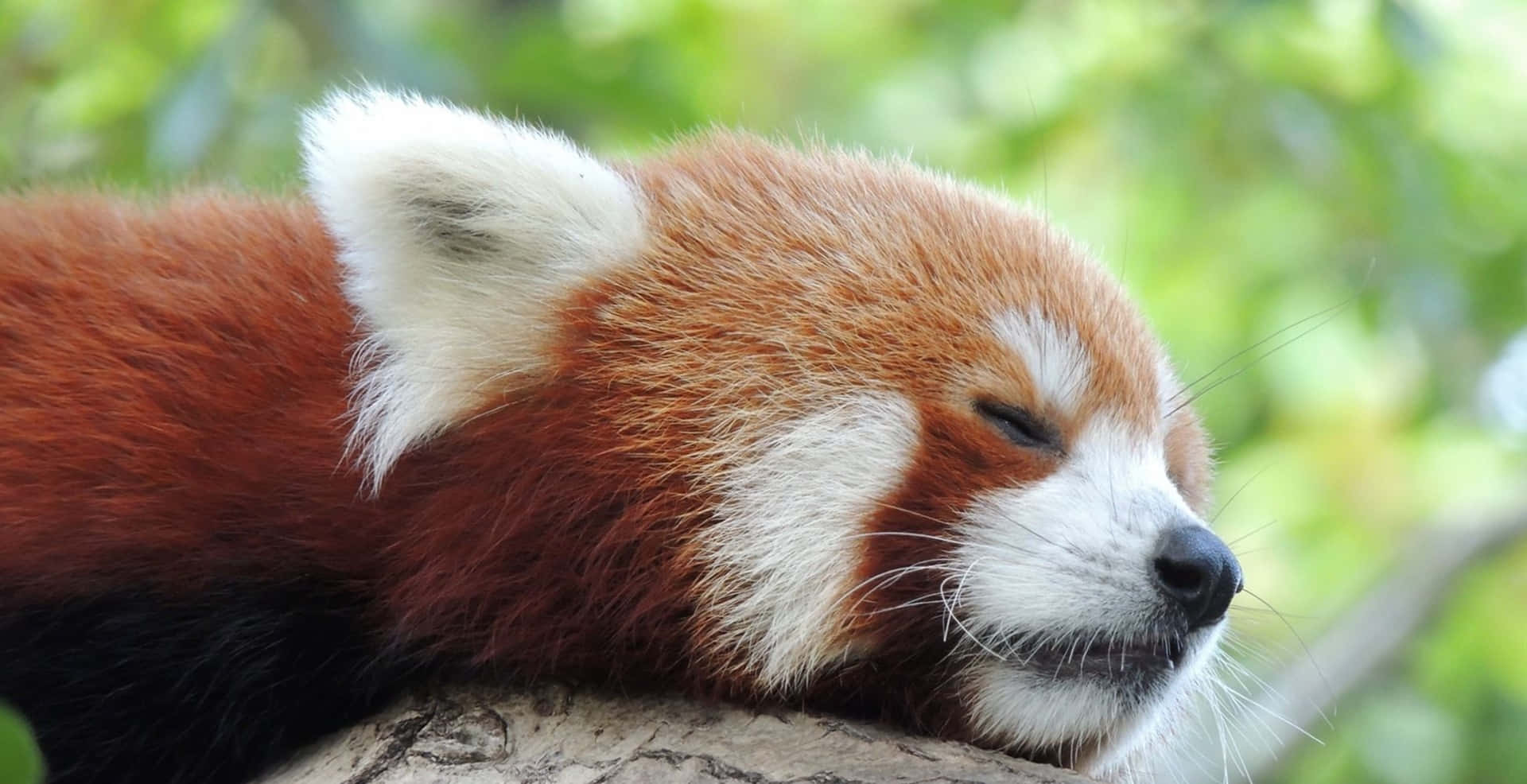 Cute Red Panda Sleeping Bokeh Picture