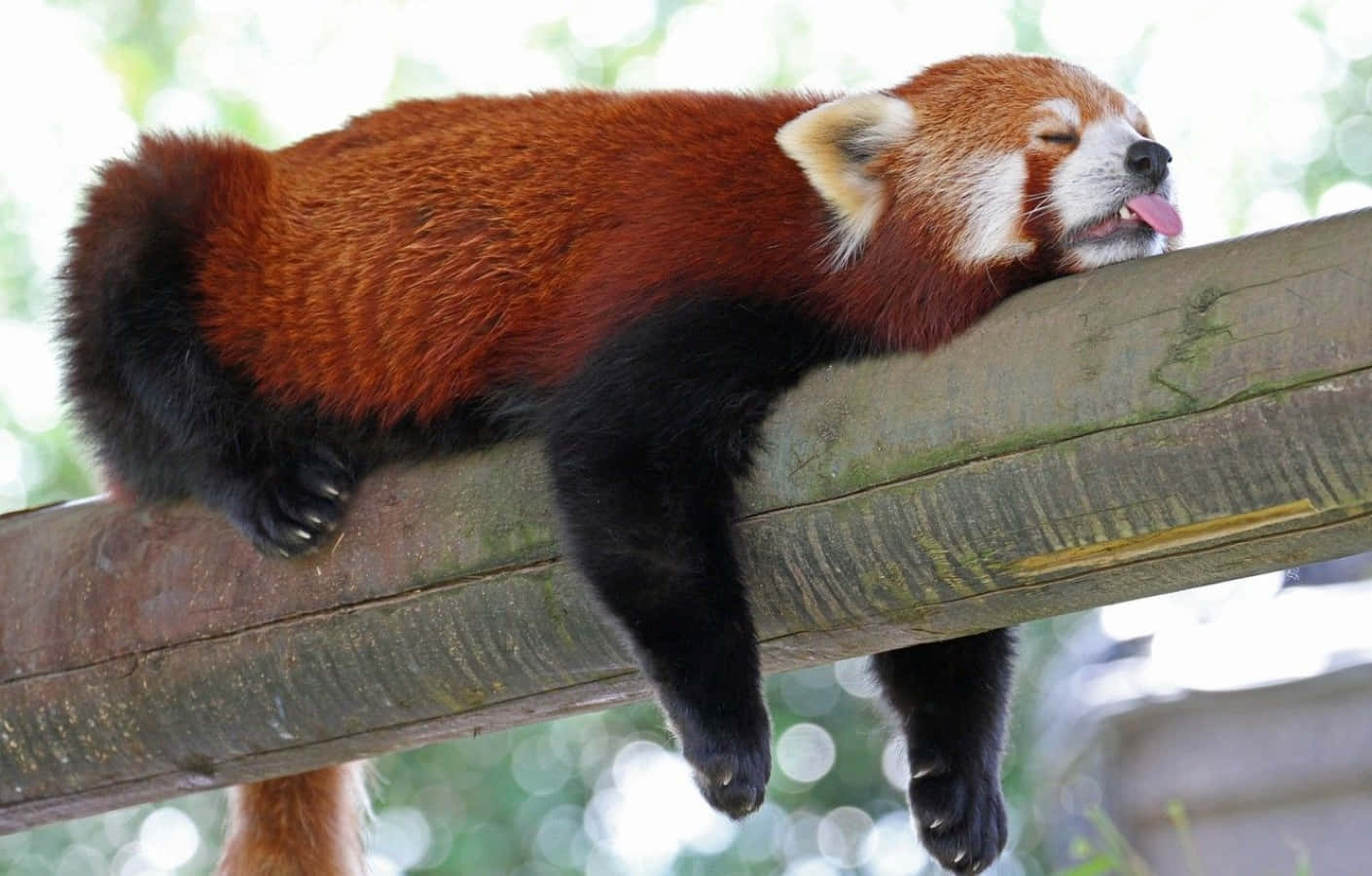 Cute Red Panda Sleeping On Bamboo Picture