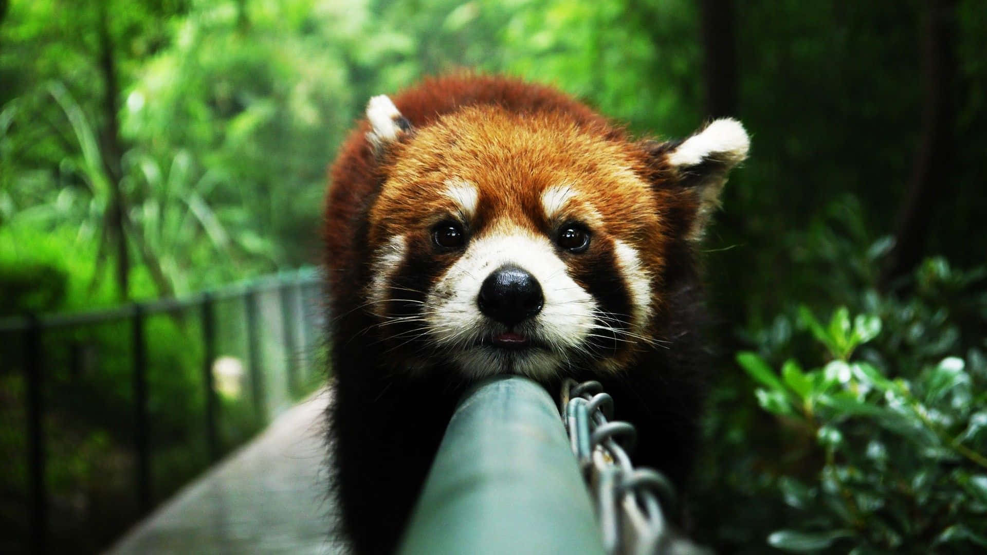 Cute Red Panda On Zoo Picture