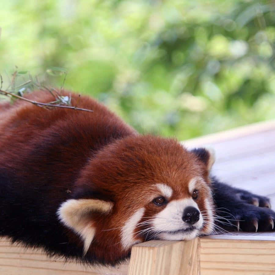 Bored Cute Red Panda Picture