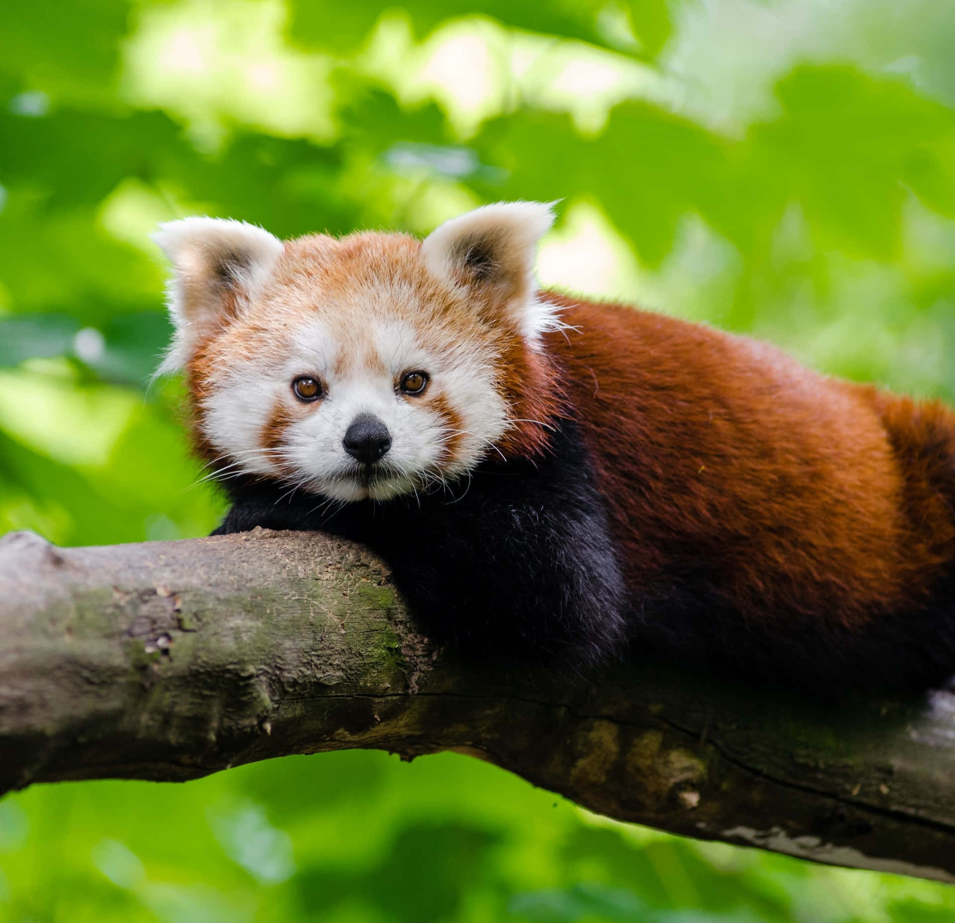 Fotodi Un Carino Panda Rosso Su Un Ramo D'albero.