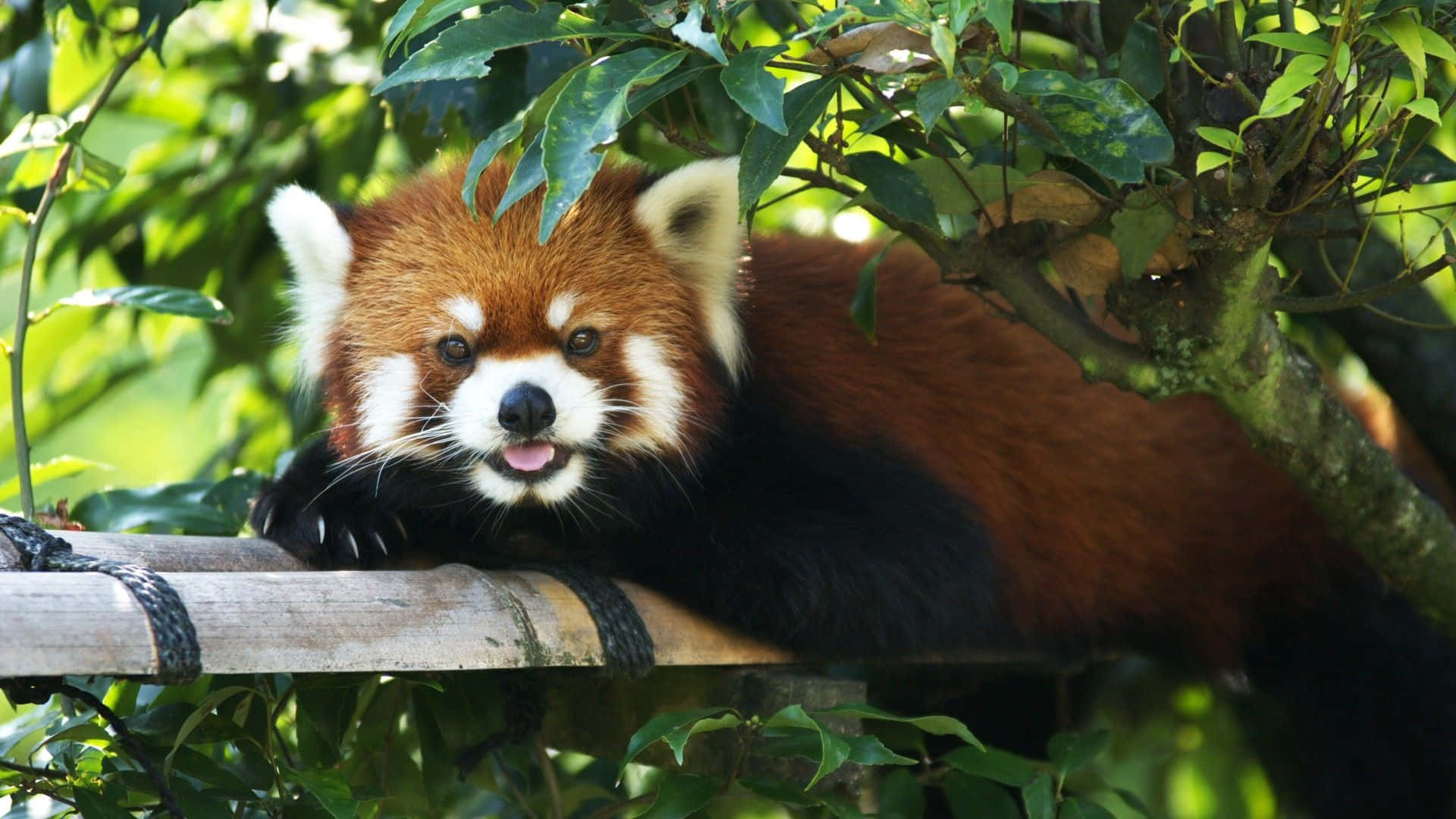 Cute Red Panda On Bamboo Platform Picture