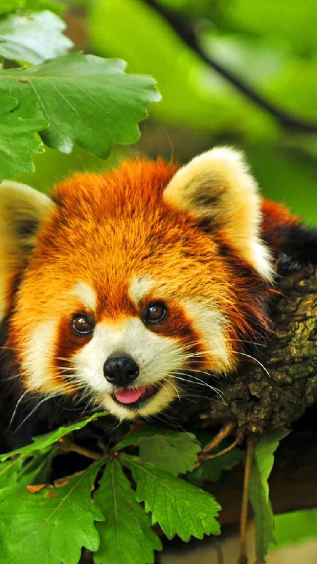 Cute Red Panda Cub Portrait Picture