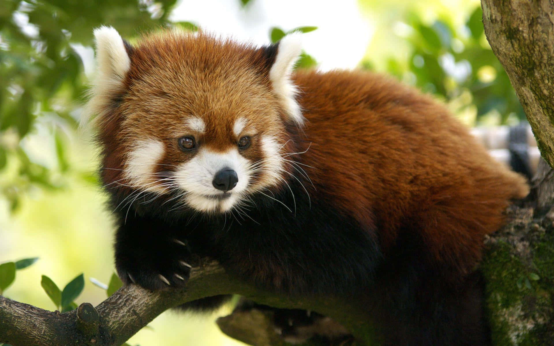 Sød Rød Panda Liggende På Trægrene Billede
