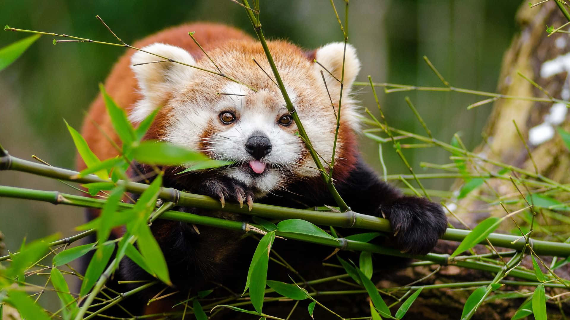Cute Red Panda Holding Bamboo Picture