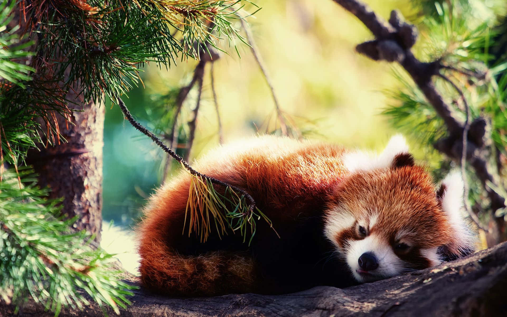 Sleepy Cute Red Panda On Tree Picture