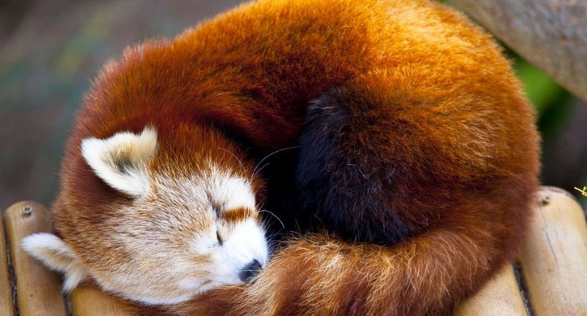 Cute Red Panda Curled Up Sleeping Picture
