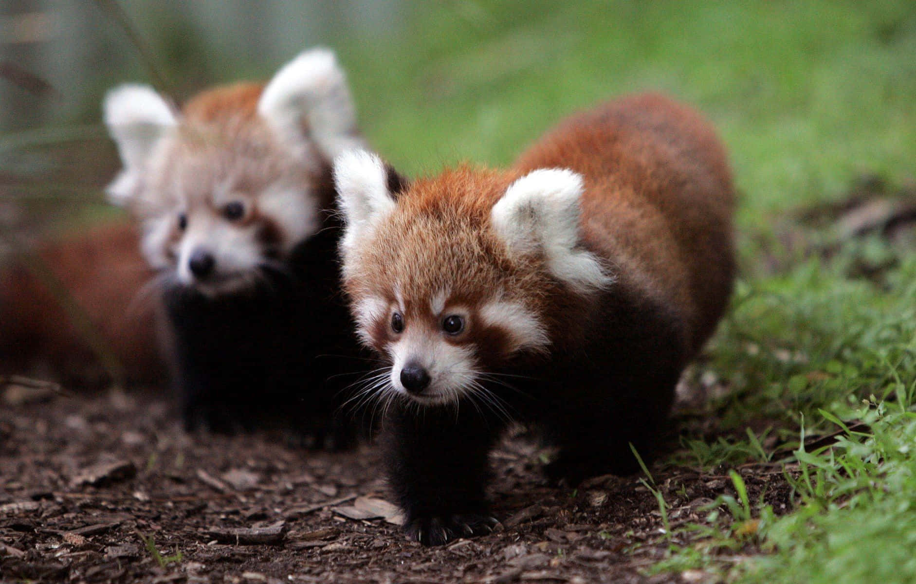 Two Cub Cute Red Panda Picture