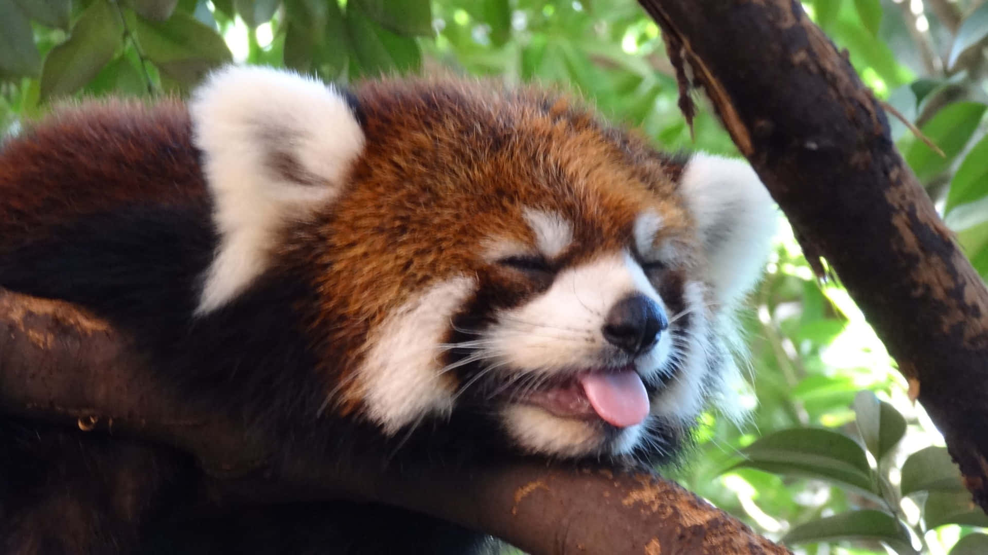 Cute Red Panda Pictures 2730 X 1536 Picture