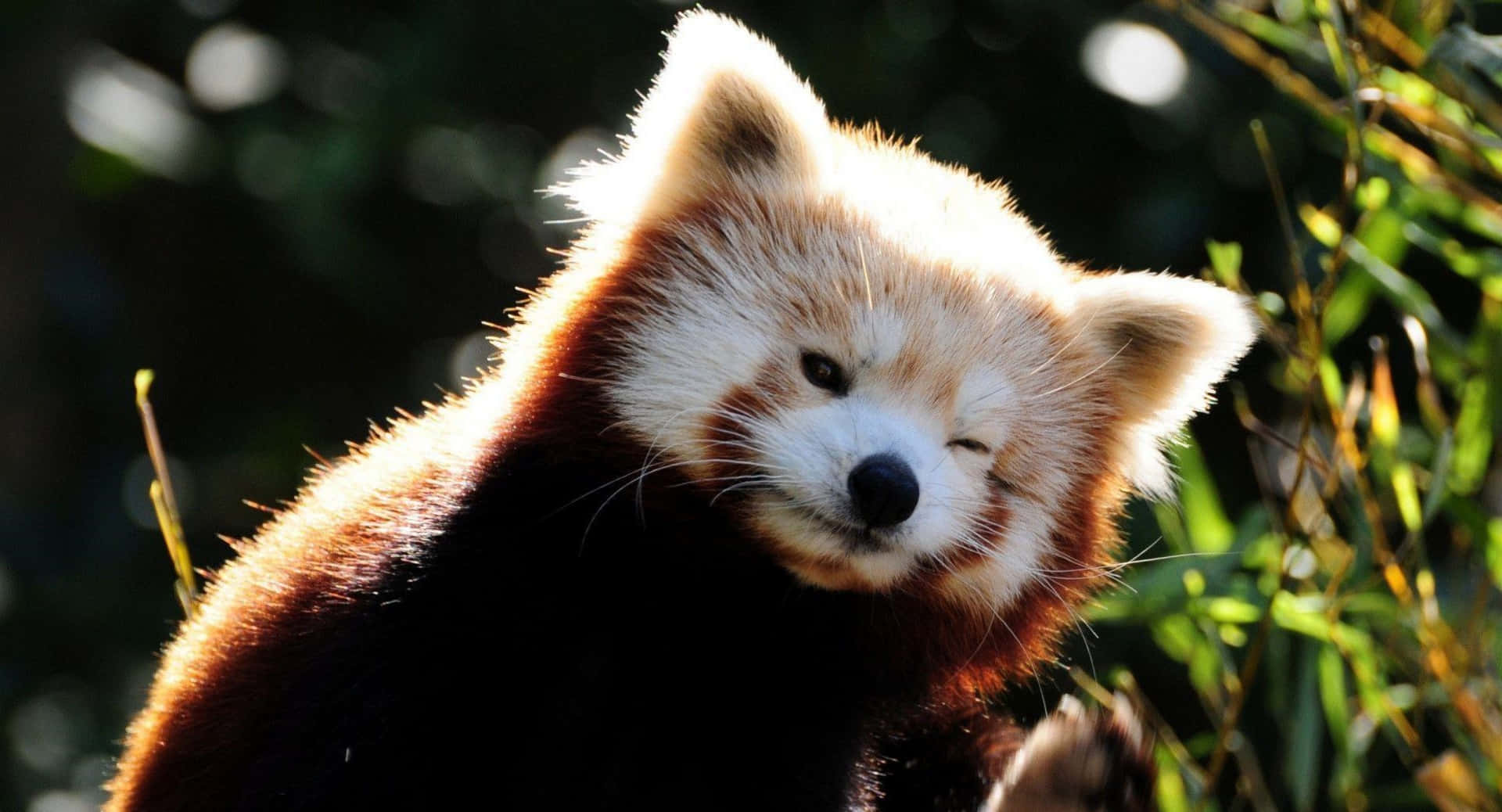 Cute Red Panda Pictures 1920 X 1038 Picture