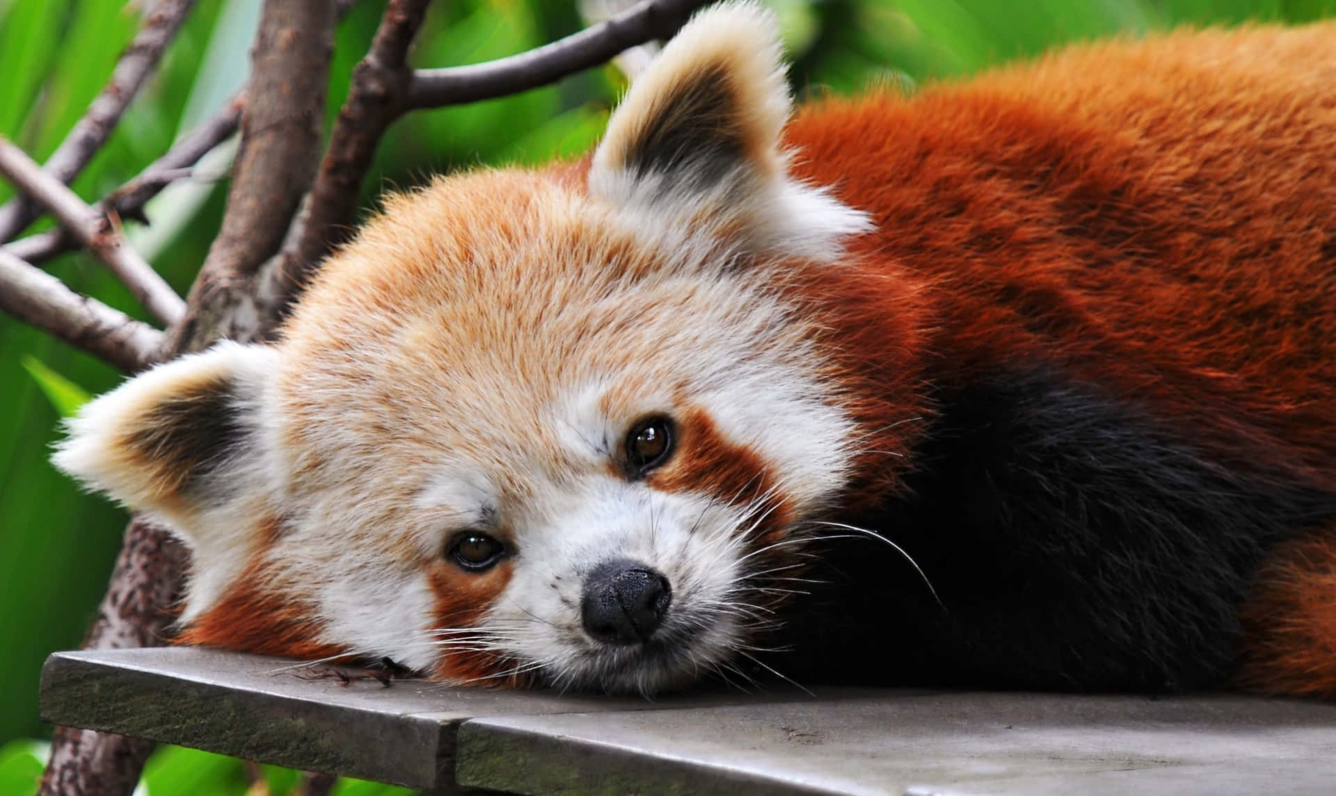 Cute Red Panda Pictures 2560 X 1526 Picture
