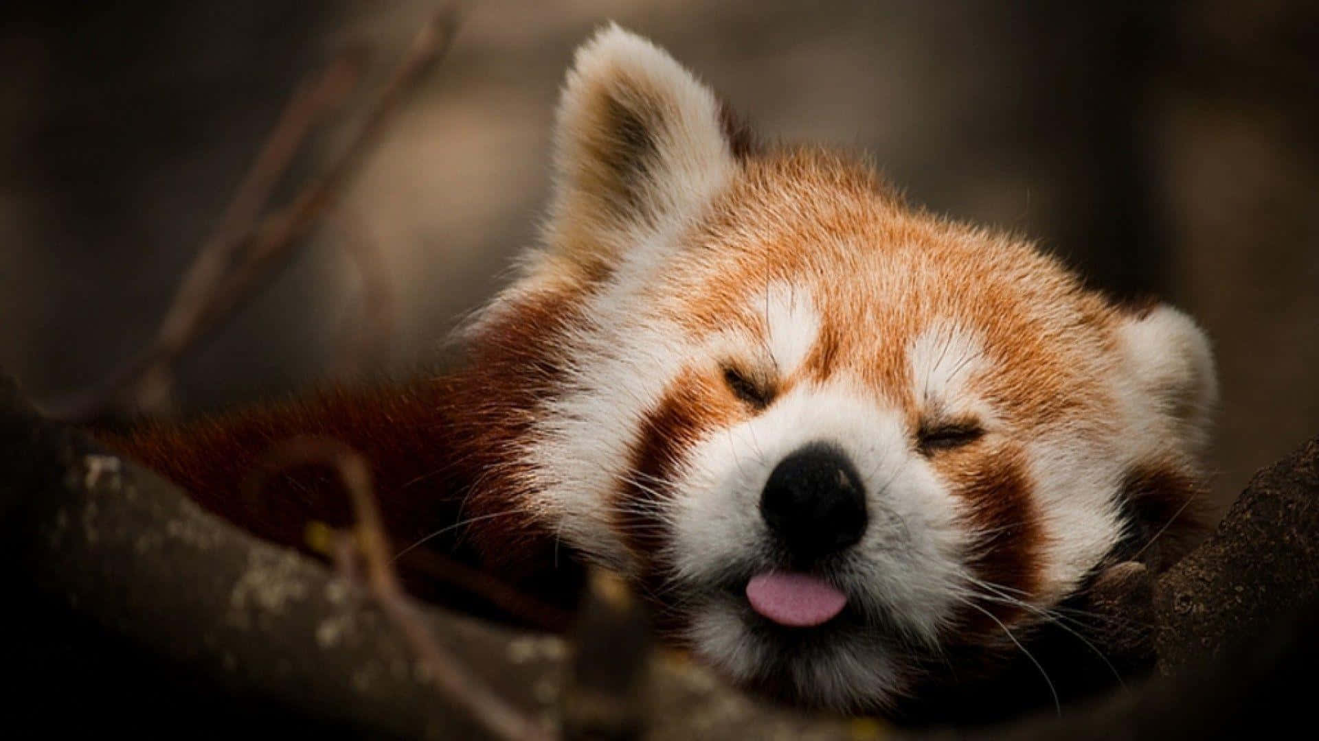 Cute Red Panda Pictures 1920 X 1080 Picture