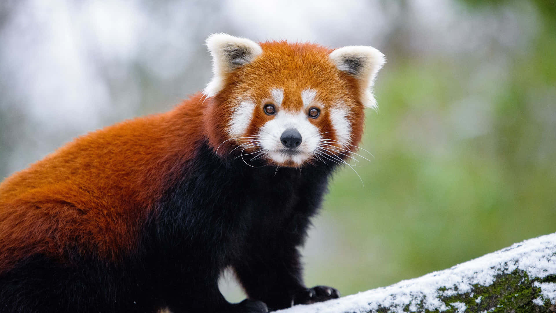 Cute Red Panda Pictures 3840 X 2160 Picture