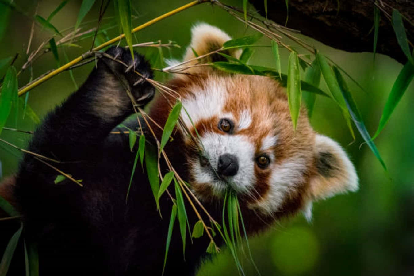 Cute Red Panda Pictures 1350 X 900 Picture