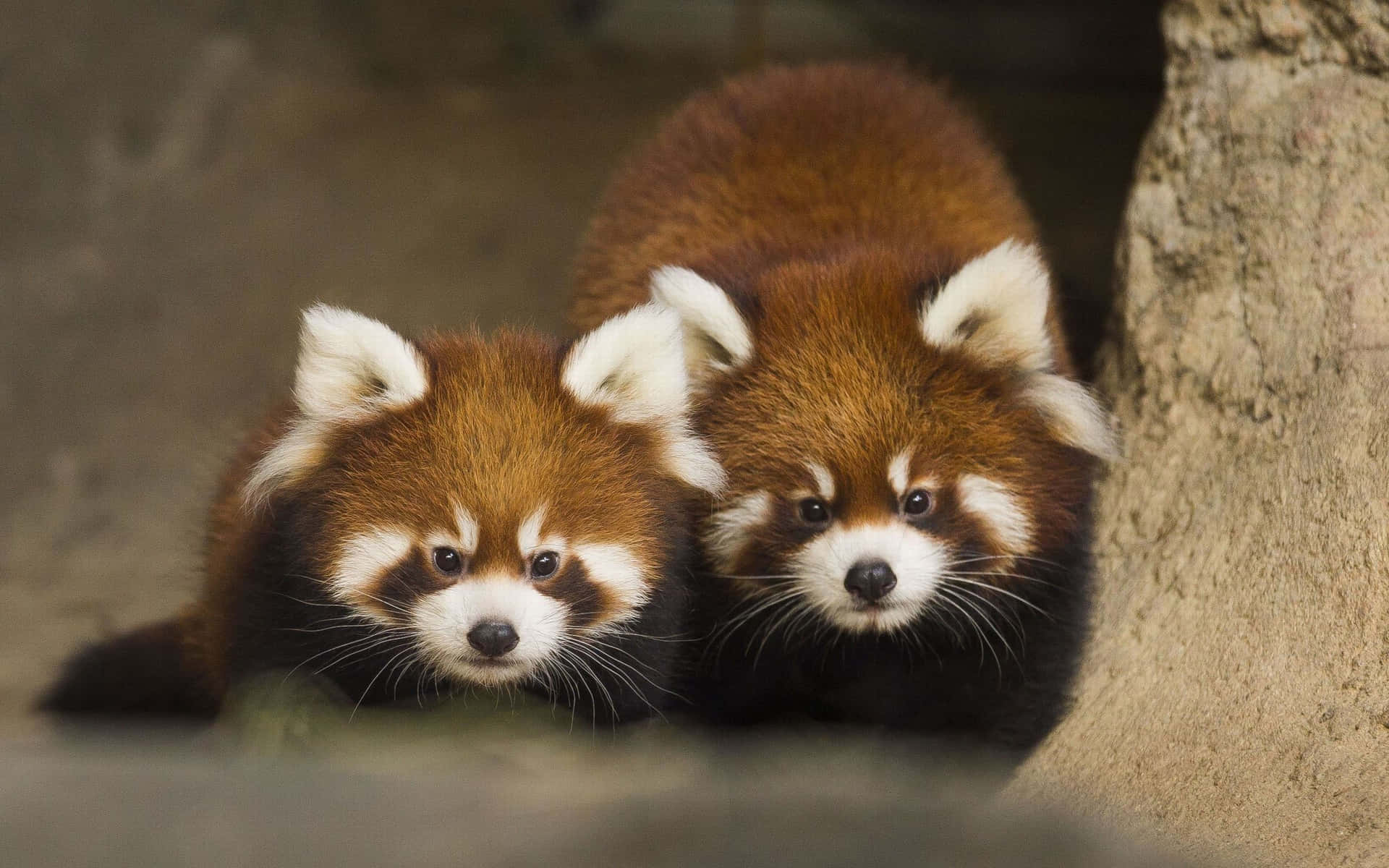 Cute Red Panda Pictures 2560 X 1600 Picture