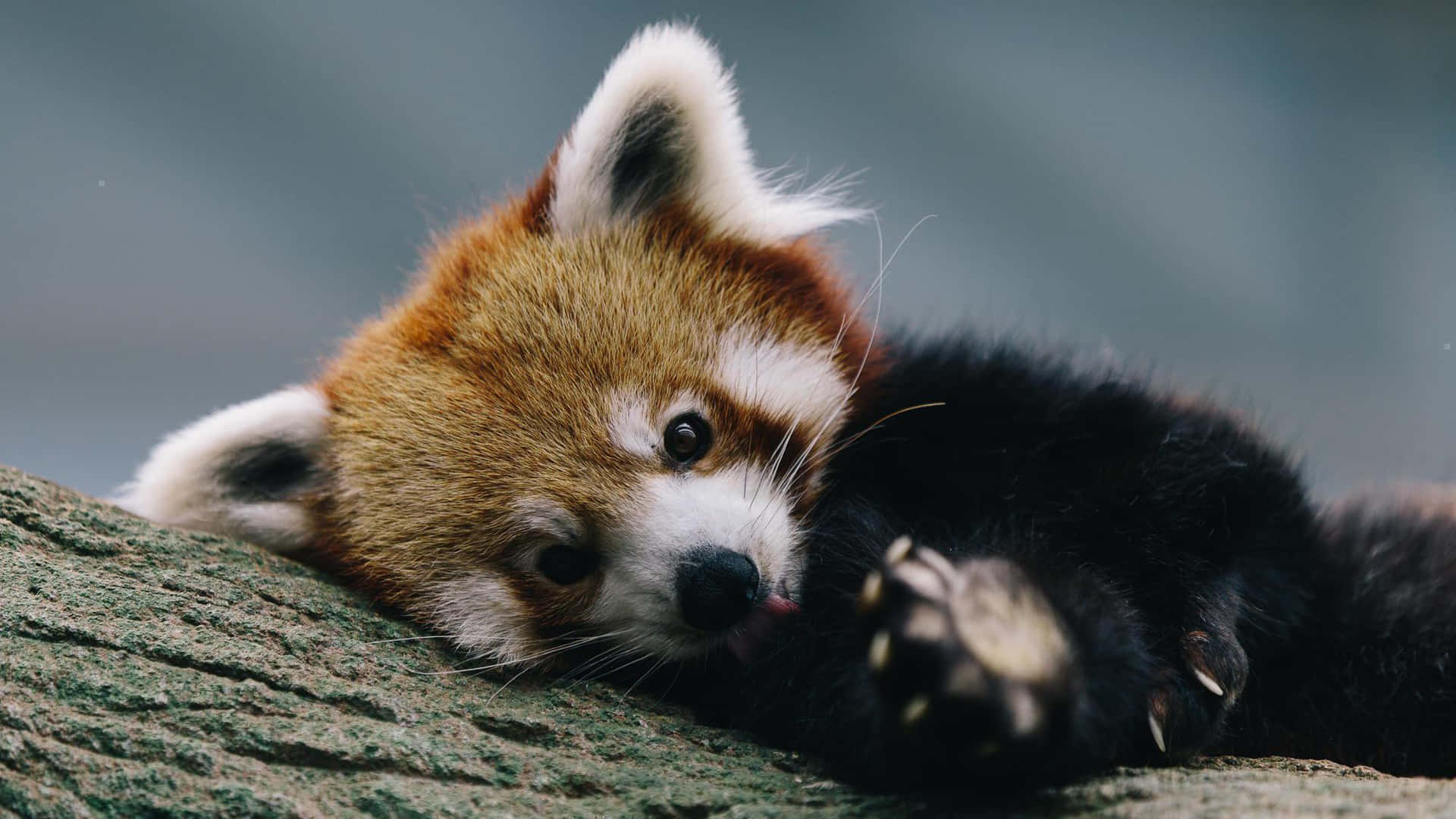 Cute Red Panda Pictures 2000 X 1125 Picture