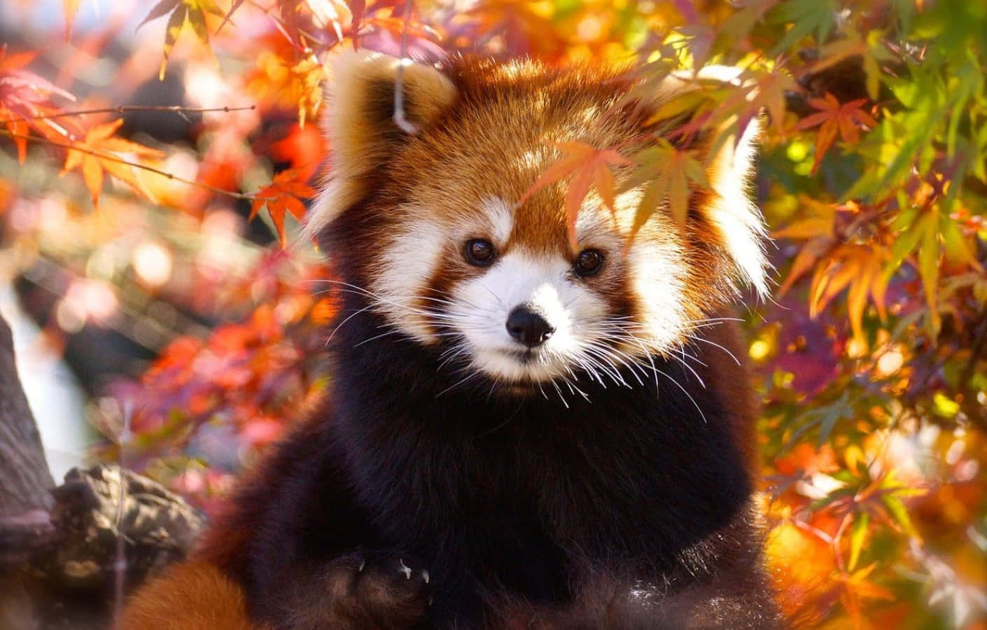 Sød rød panda med ahornblade billede tapet