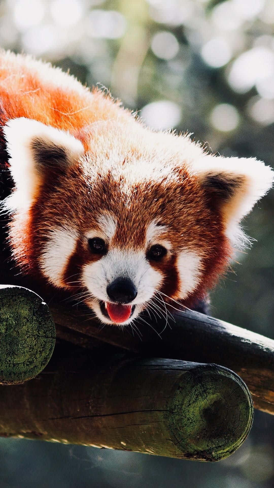 Cute Red Panda Pictures 1080 X 1920 Picture