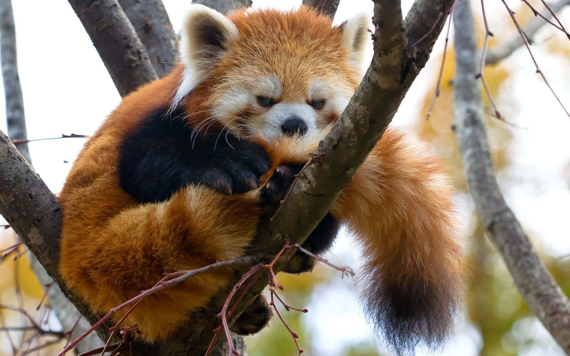 Cute Red Panda Pictures 1920 X 1200 Picture