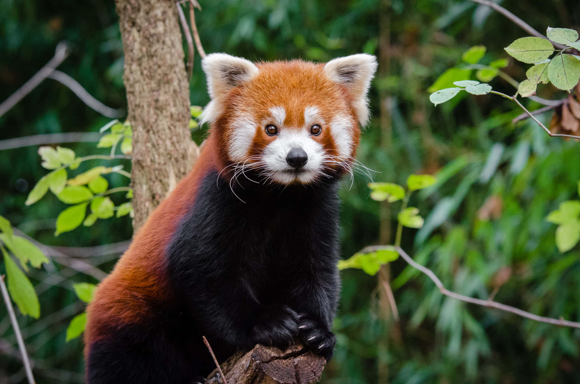Cute Red Panda Pictures 2560 X 1696 Picture