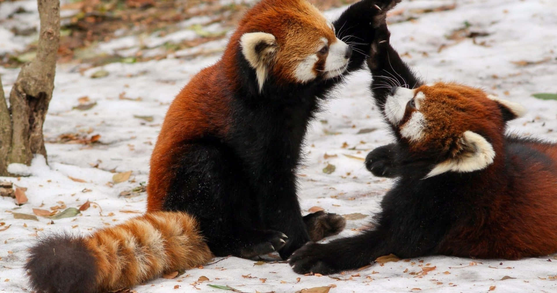 Sød rød panda der kæmper i sne billede.