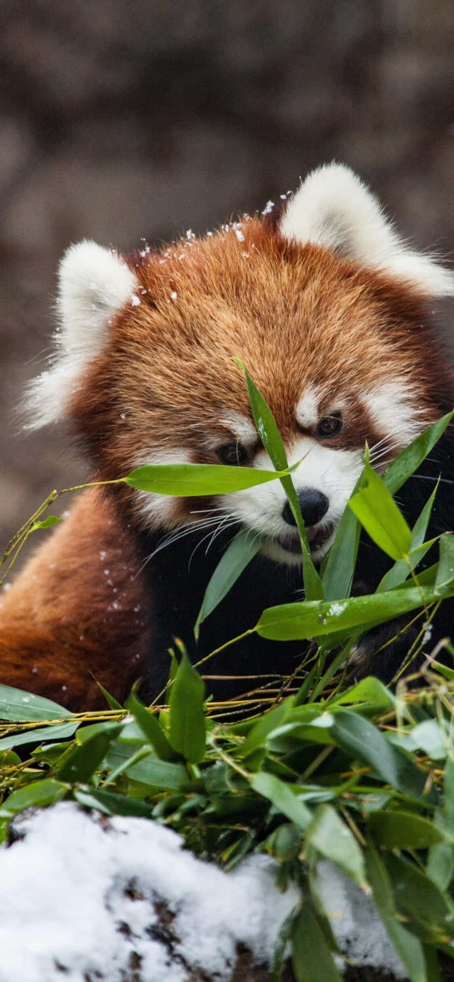 Cute Red Panda Pictures 1125 X 2436 Picture