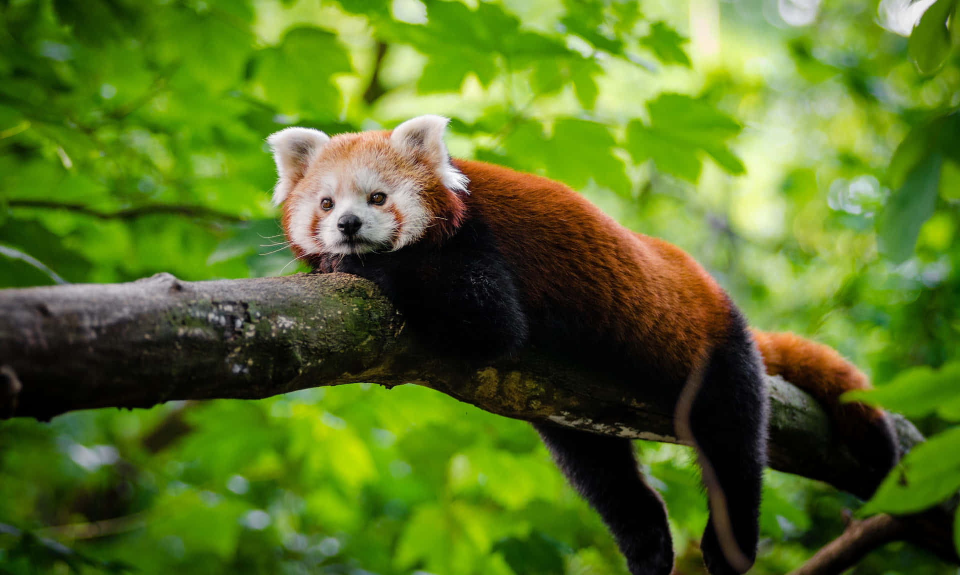 Cute Red Panda Pictures 3840 X 2302 Picture
