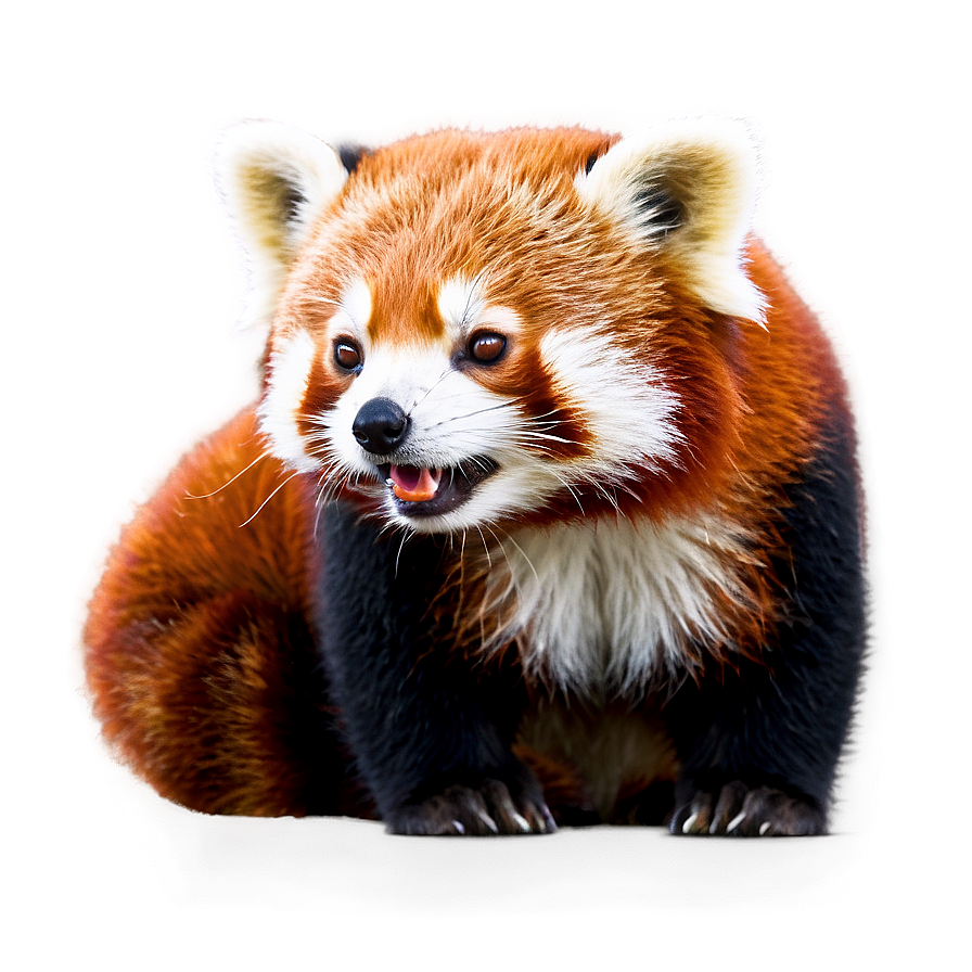 Download Cute Red Panda Png 05032024 | Wallpapers.com