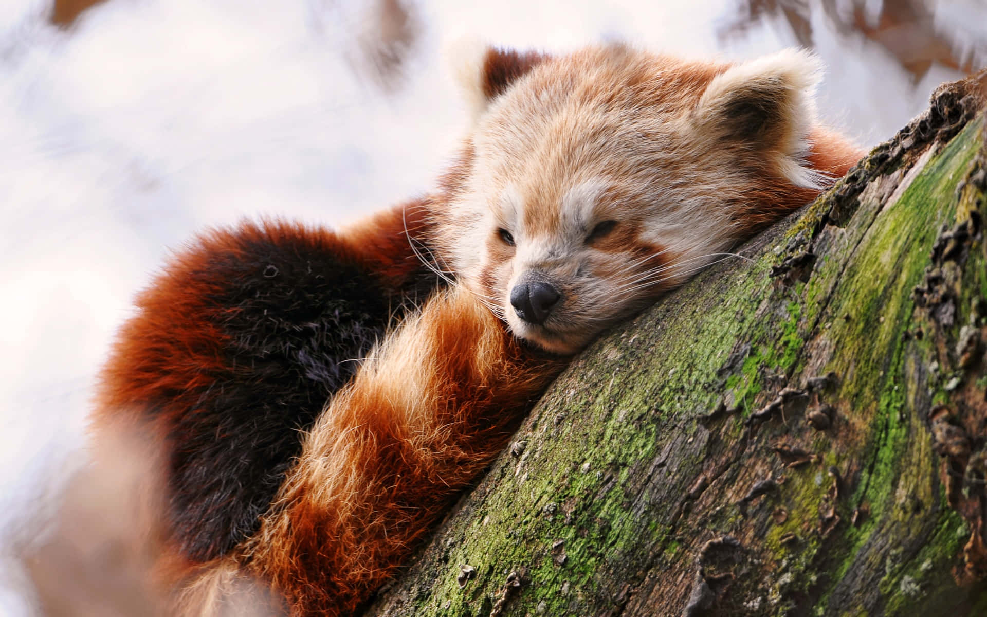 Einbezaubernder Roter Panda, Der Ein Nickerchen Macht. Wallpaper