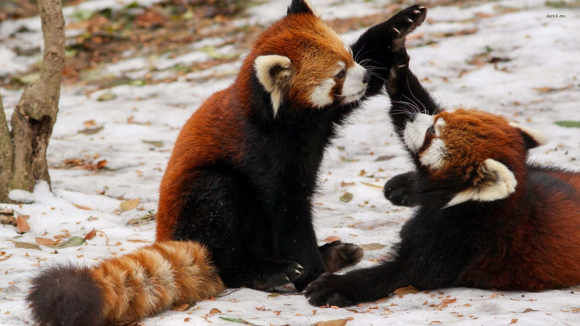Cute Red Panda Enjoying Its Meal Wallpaper