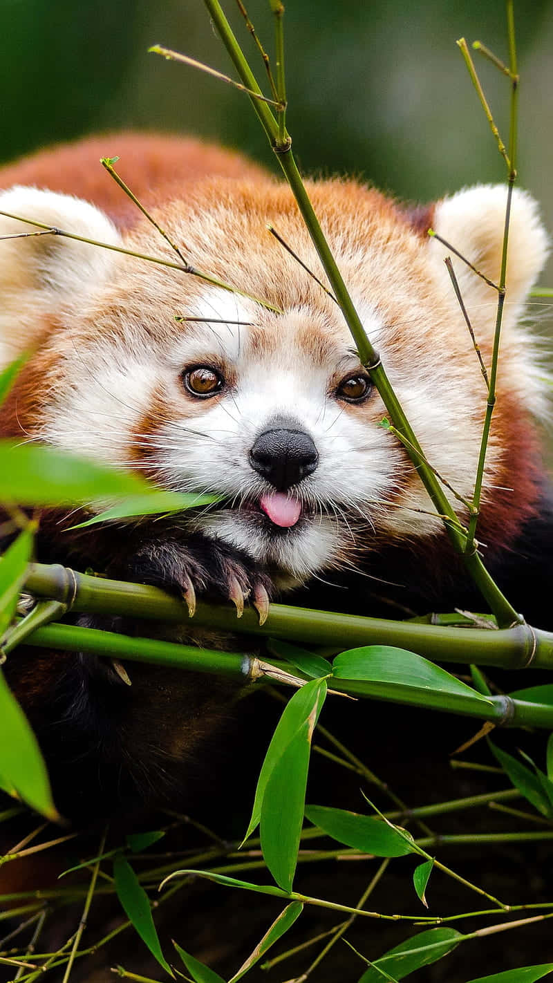 Umadorável Panda Vermelho. Papel de Parede