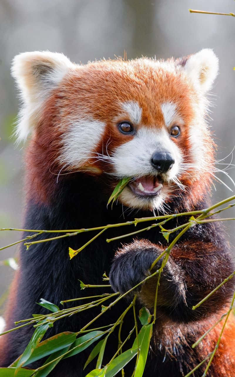 En rød panda, der spiser en gren af bambus Wallpaper