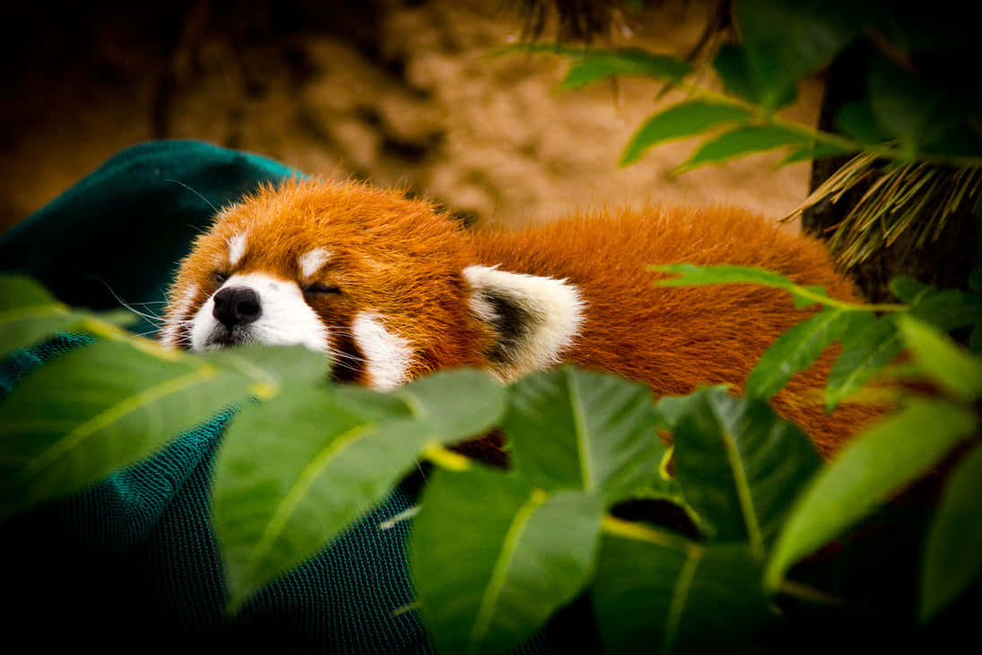 Uncurioso Panda Rosso Sfondo