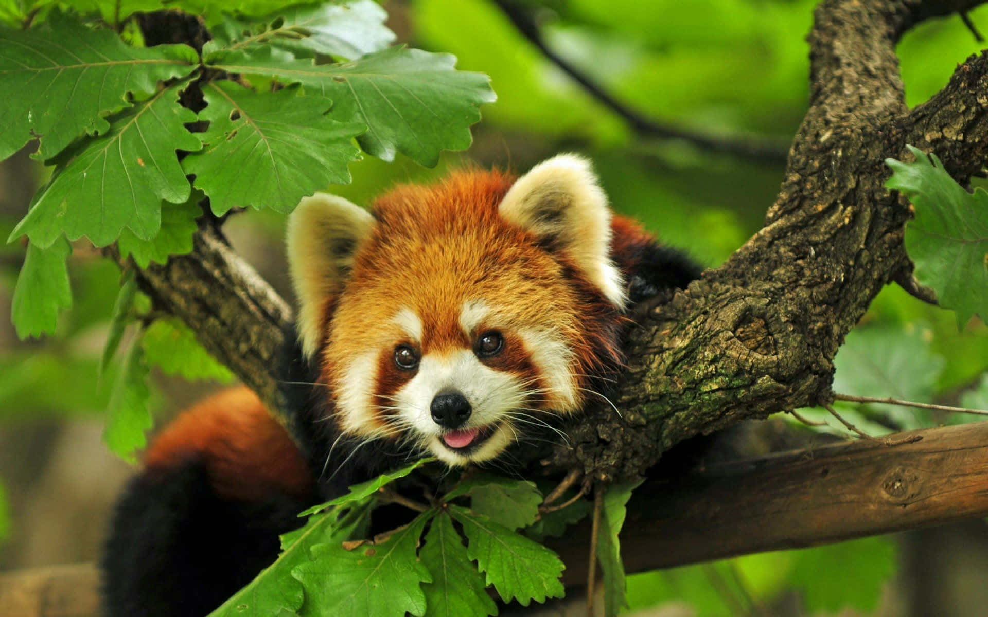 Adorable Red Panda Enjoying its Meal Wallpaper