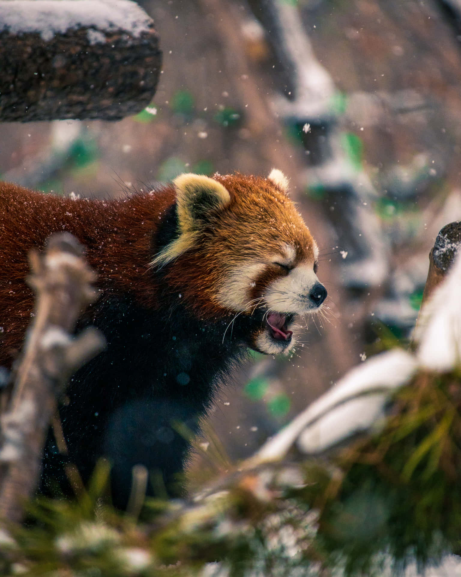 Bezaubernderroter Panda Genießt Die Sonnenstrahlen. Wallpaper