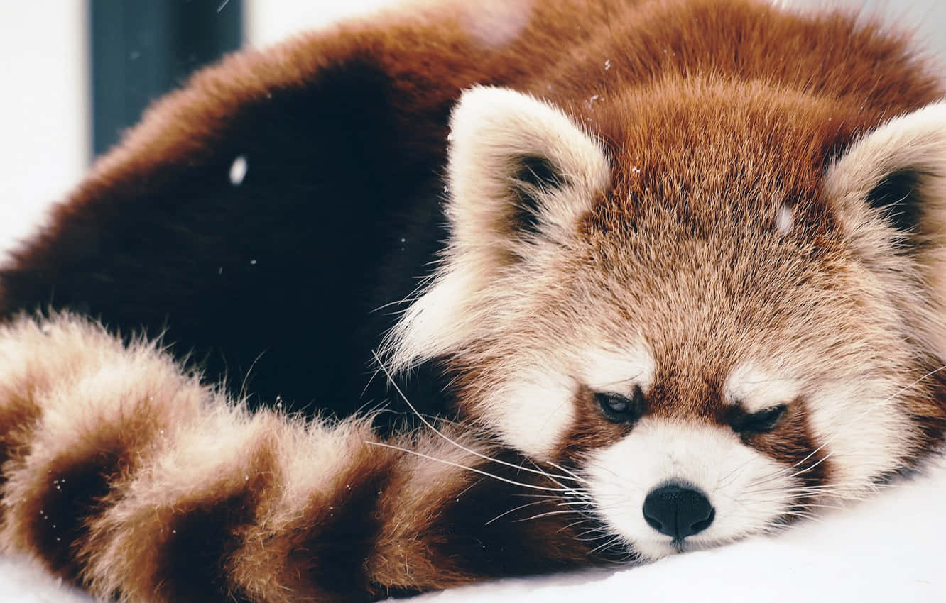 Apreciandoo Calor Do Sol, Este Fofo Panda Vermelho É Uma Visão Adorável Para Papel De Parede De Computador Ou Celular. Papel de Parede