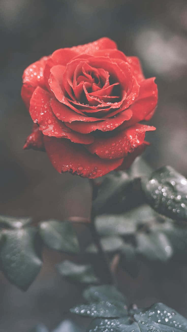 Unahermosa Rosa Rosa, Con Un Florecimiento Vibrante. Fondo de pantalla
