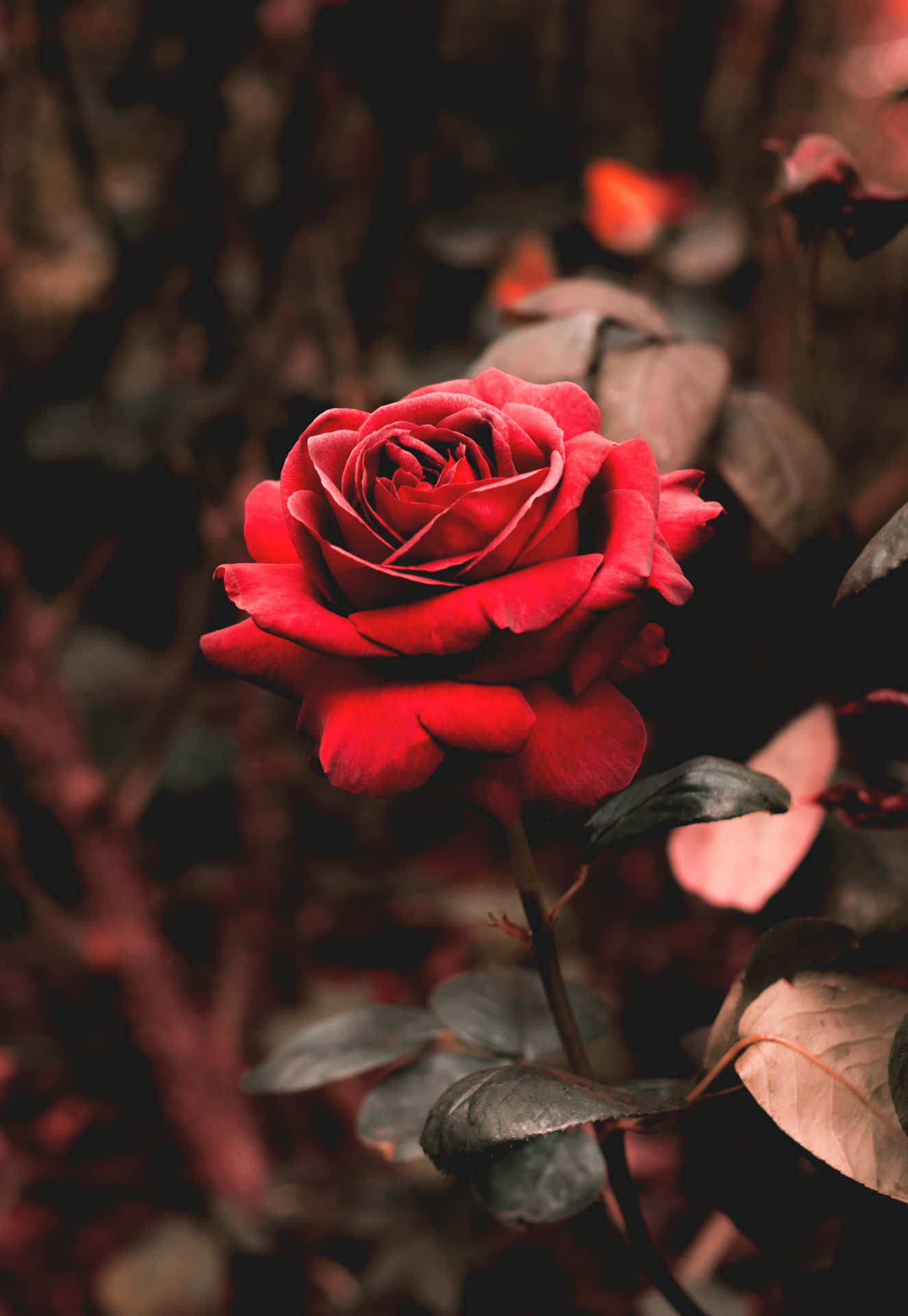 Unabellissima Rosa Rosa, I Suoi Petali Si Estendono Per Toccare Il Cielo Sfondo