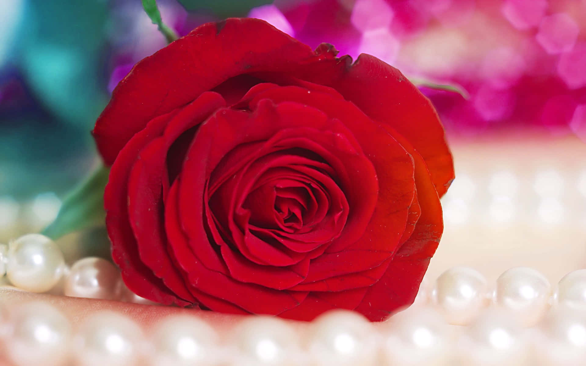 Unahermosa Rosa Rosa Con Rocío Disperso A Su Alrededor Fondo de pantalla