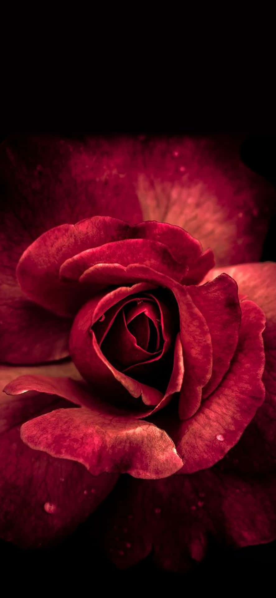 Denne Søde Rose Lyssætter Alt Wallpaper