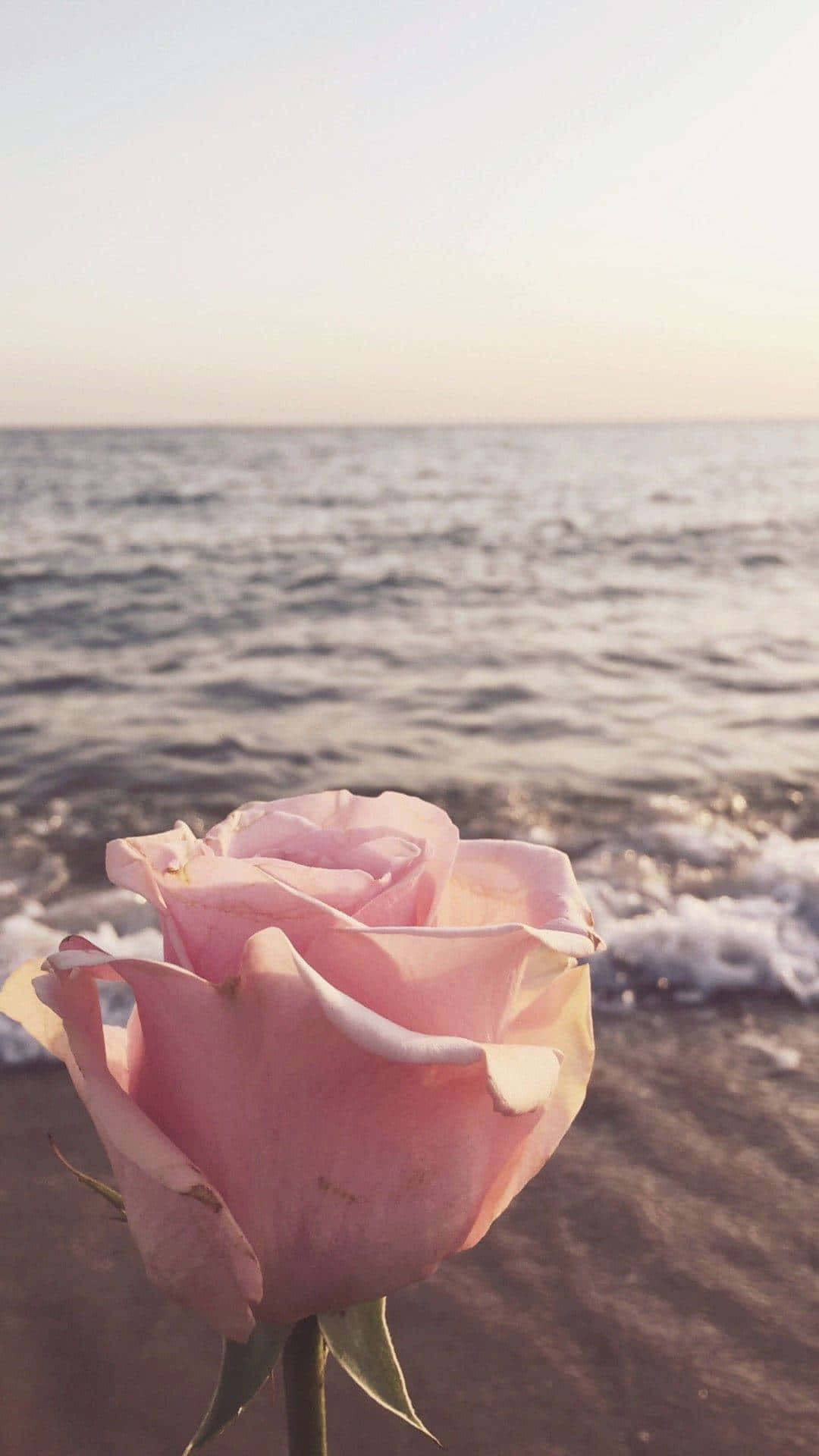 Feel the beauty of a Cute Rose Wallpaper