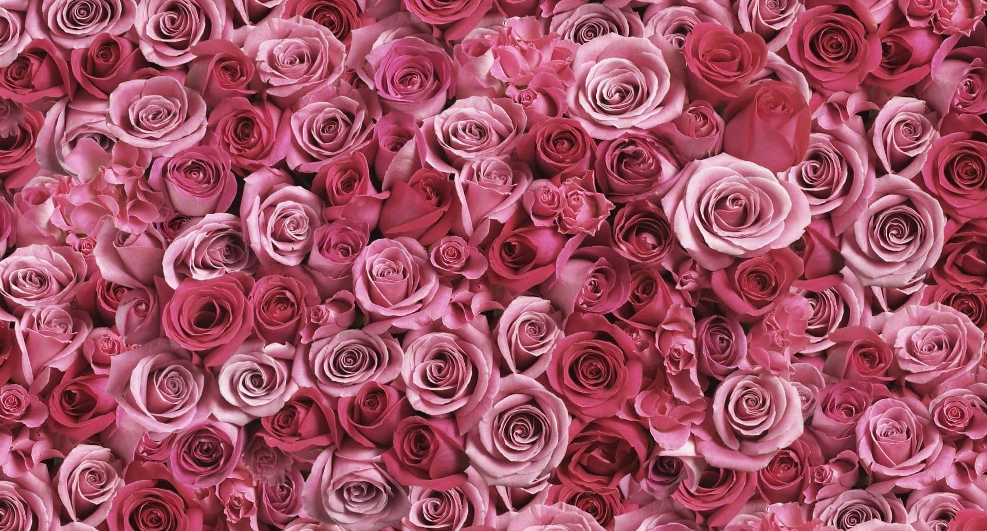 Image  Beautiful Red Rose Wallpaper